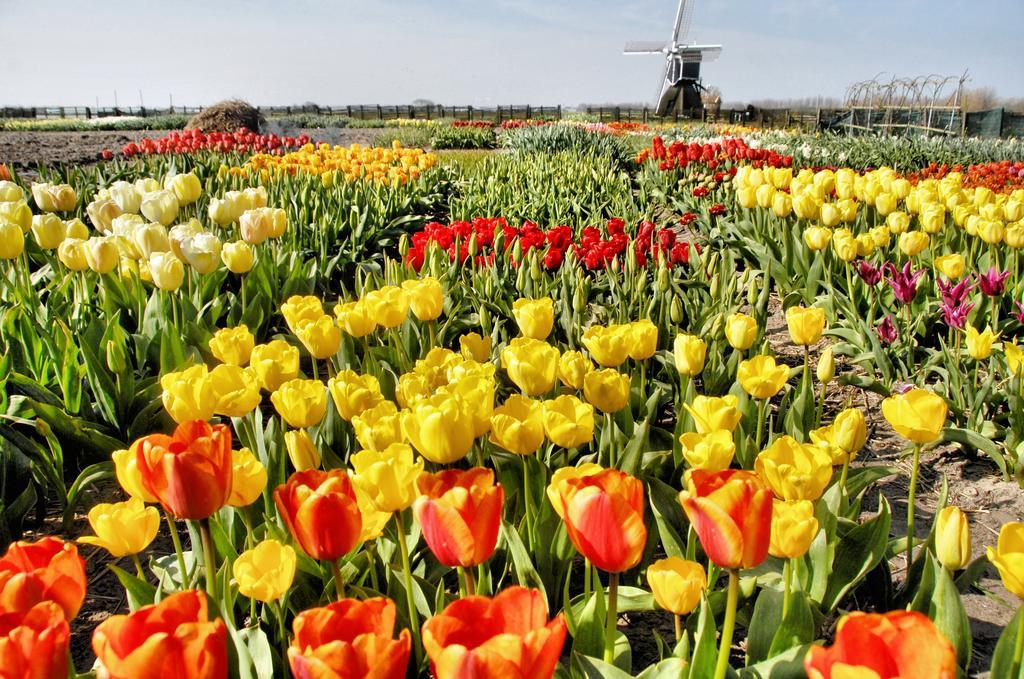 Buitenplaats Witte Raaf Aan Zee Noordwijk Esterno foto